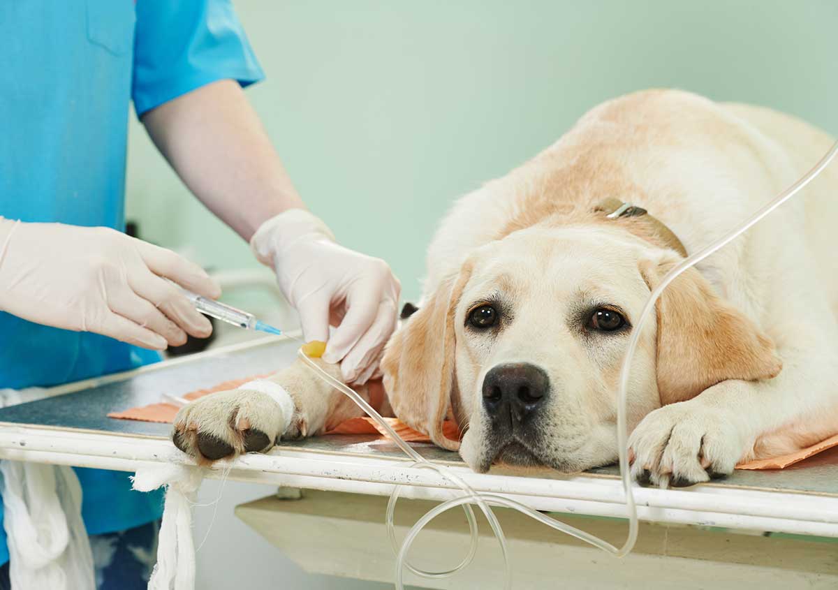 Jacksonville area families ask, “what is an emergency veterinarian?”