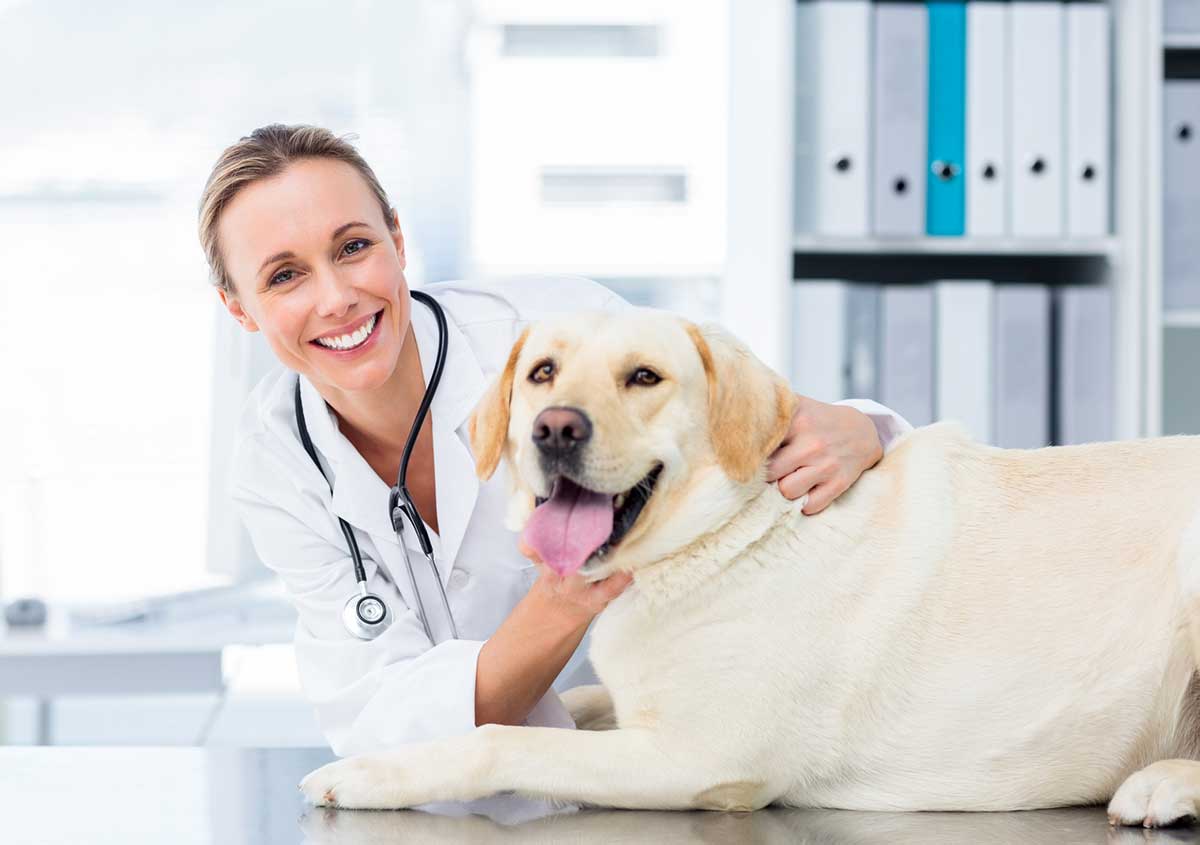 Jacksonville FL pet parents keep their dogs, cats healthy with skilled, ongoing dental care