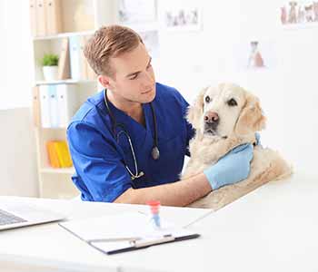Dr. Venkat Gutta has been practicing veterinary medicine in the Jacksonville, FL area for more than a decade.