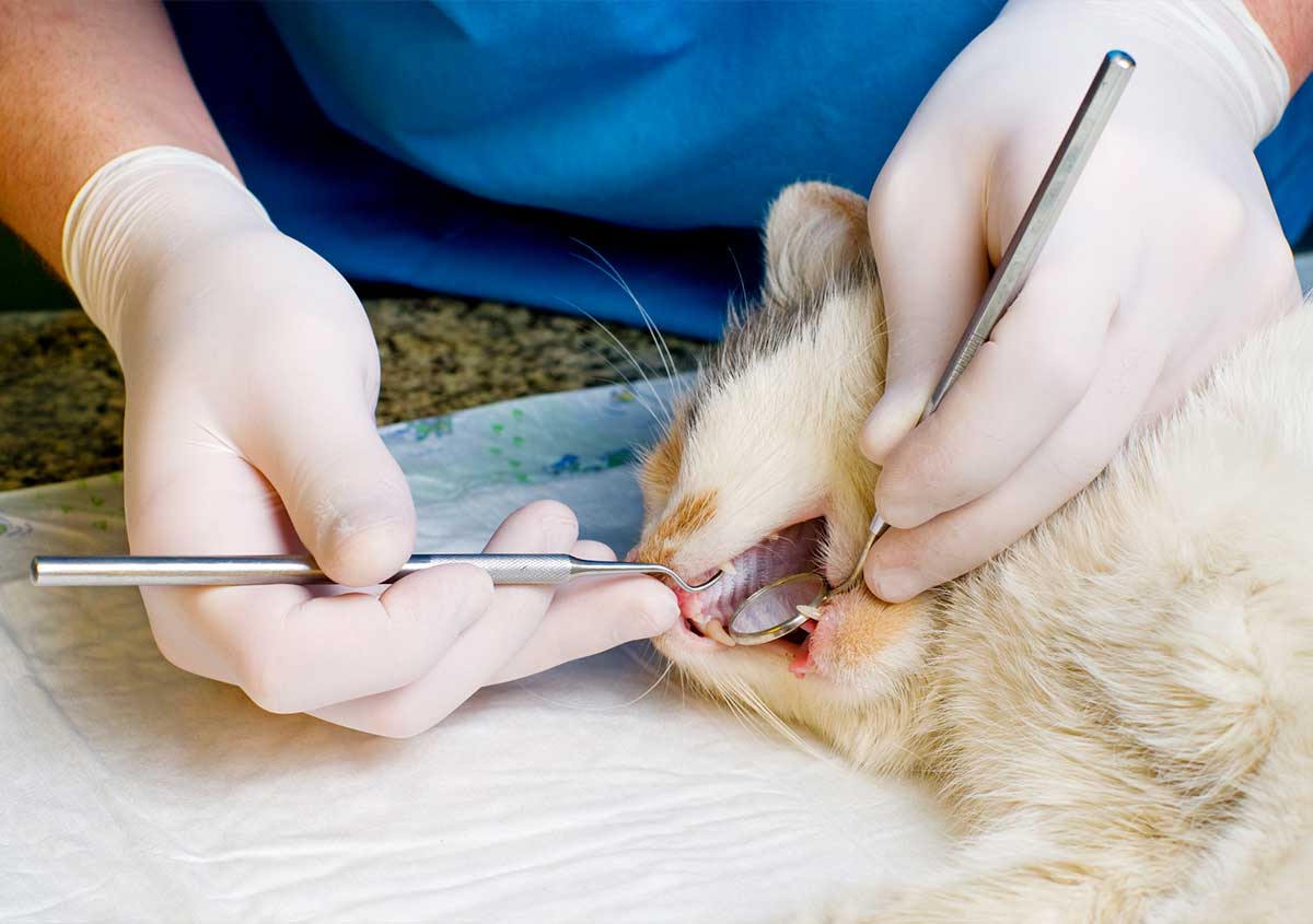 Learn about the importance of teeth cleaning for pets in Jacksonville, FL animal hospital