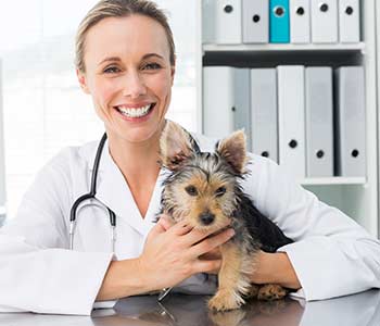 Veterinary examination dog