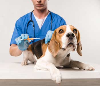 Veterinarian in downtown Jacksonville, FL explains the importance of microchipping for your pet