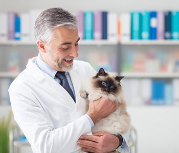 Why Routine Checkups Important to Your Pet in acksonville, FL area