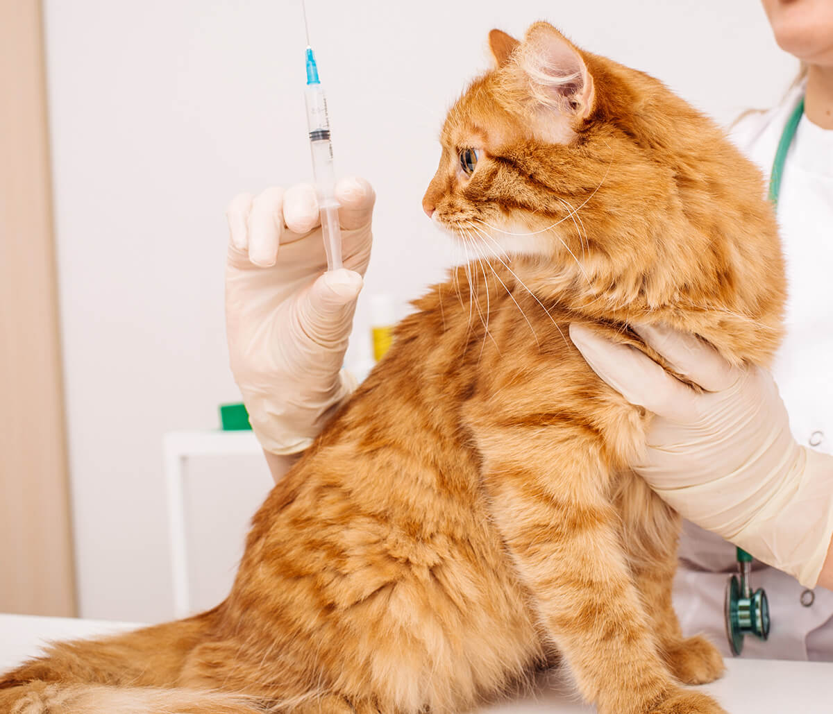 New AAHA and AAFP Feline Vaccination Guidelines in Jacksonville, FL Area, Focus on Your Cat’s Unique Lifestyle