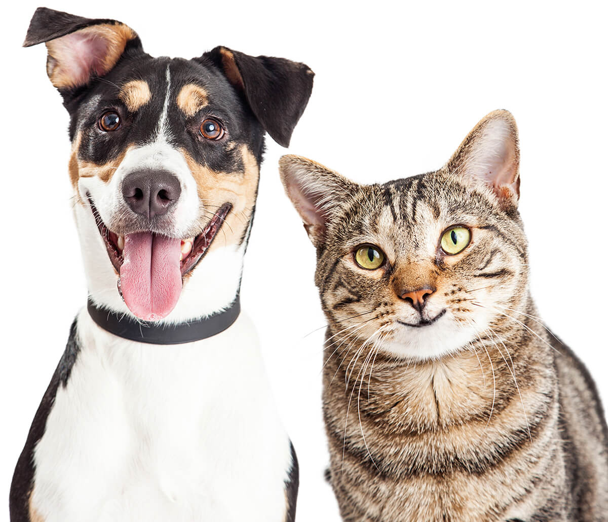 US FDA Grain-Free Diet Study is showing an increased risk for heart conditions in our pets.