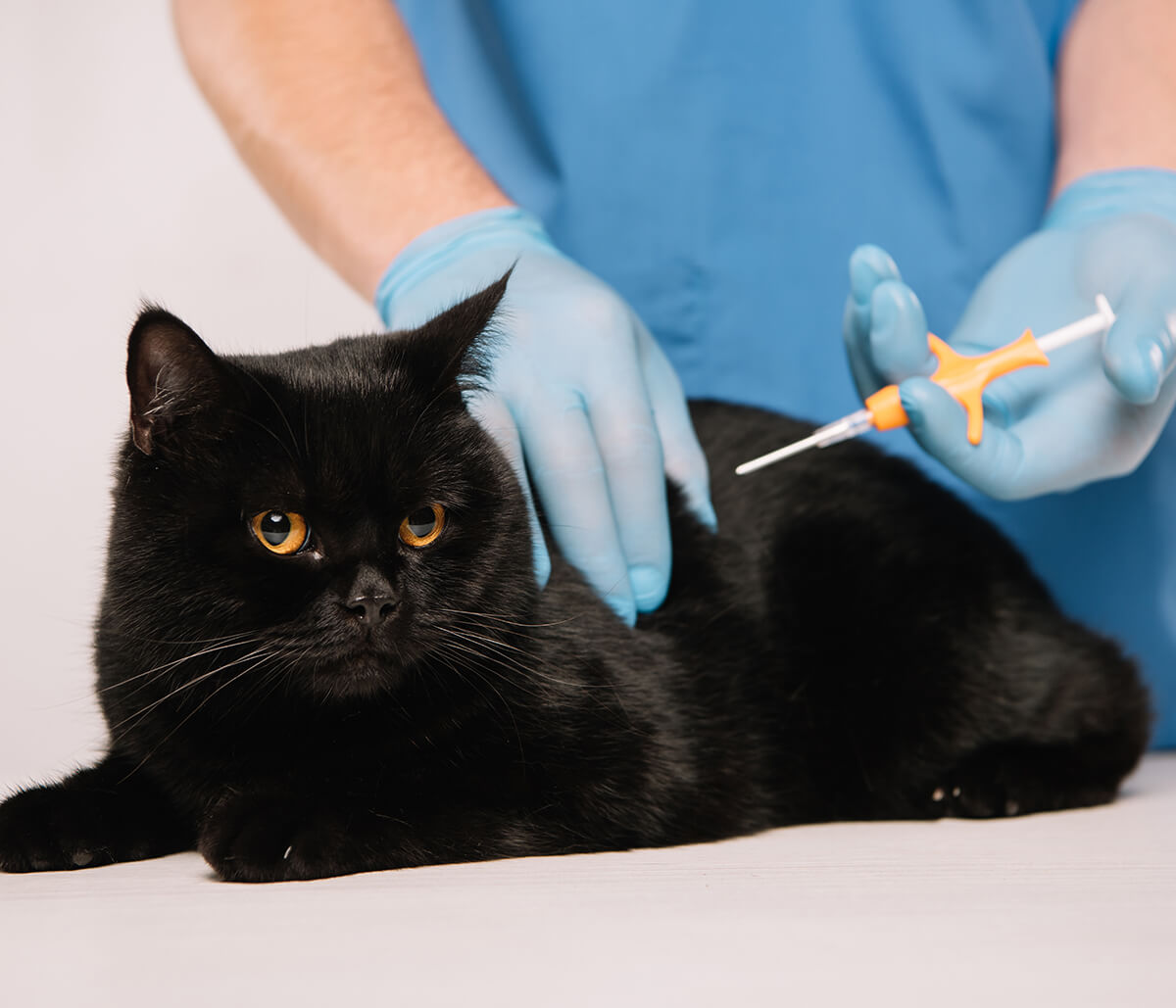 What are Cat Microchip Side Effects?