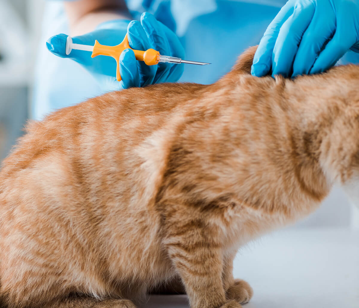 Learn the Benefits of Microchipping Your Cat in Jacksonville, FL