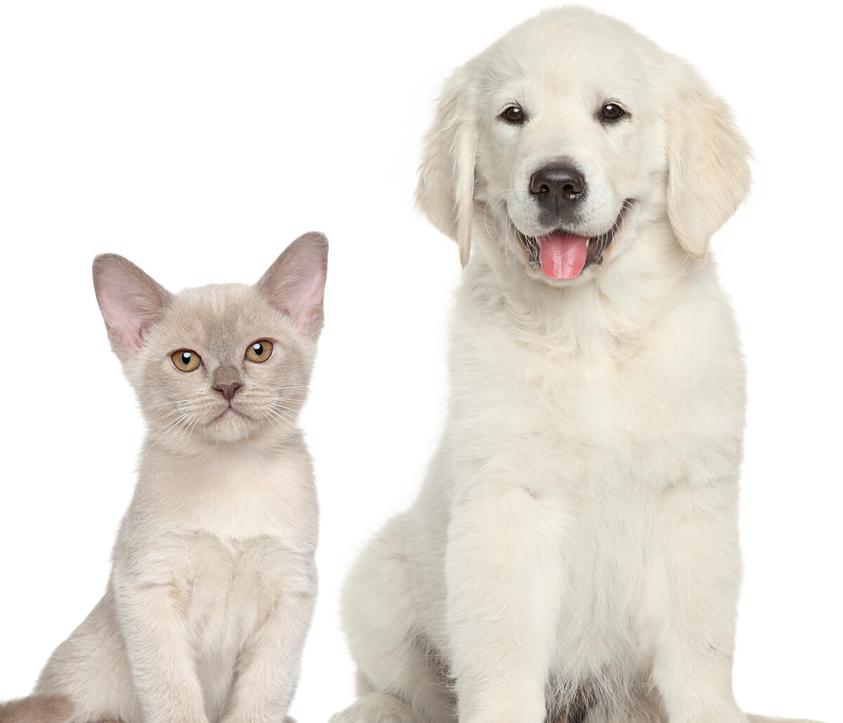 Benefits of Spaying or Neutering Your Pet Cat or Dog
