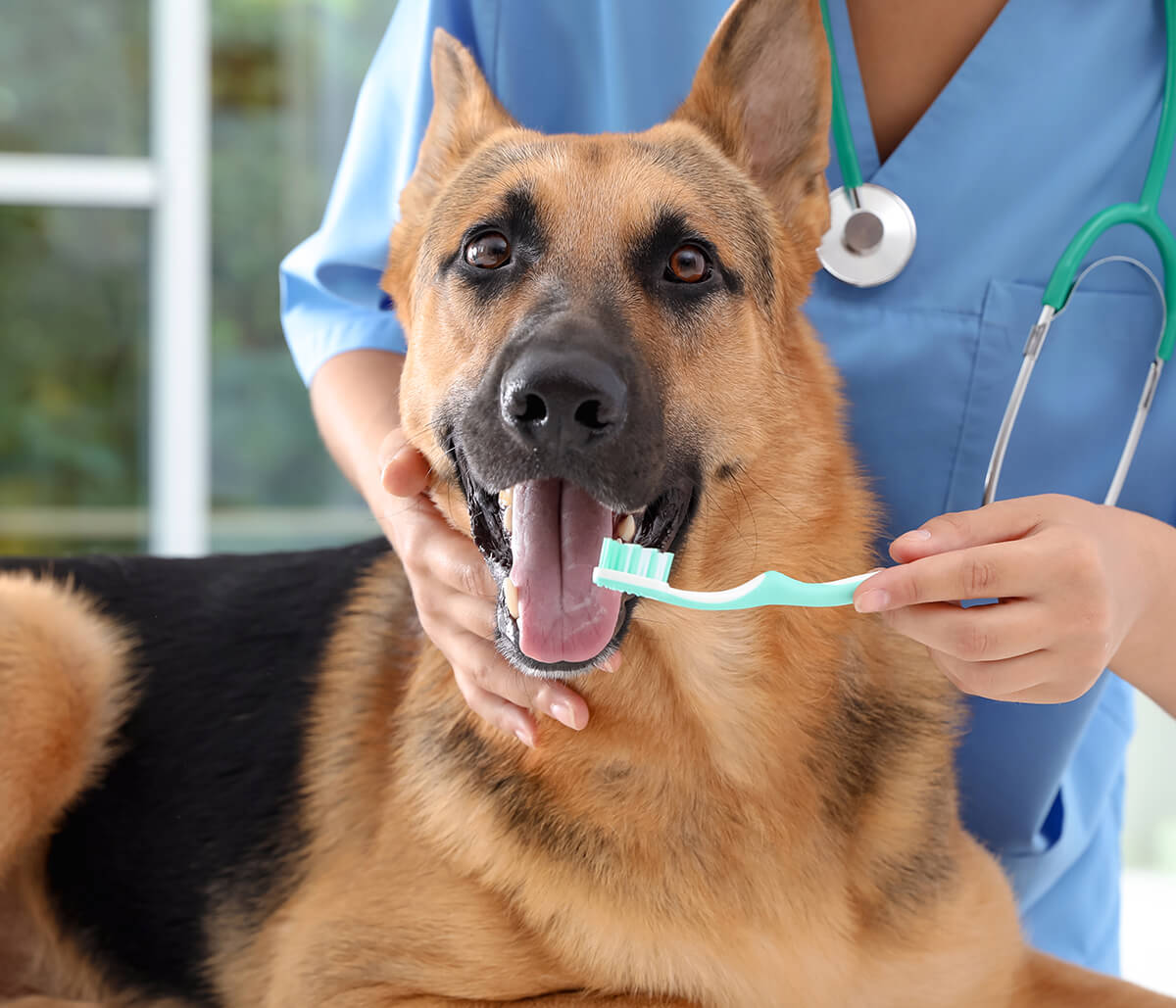 Dog Teeth Cleaning in Jacksonville FL Area