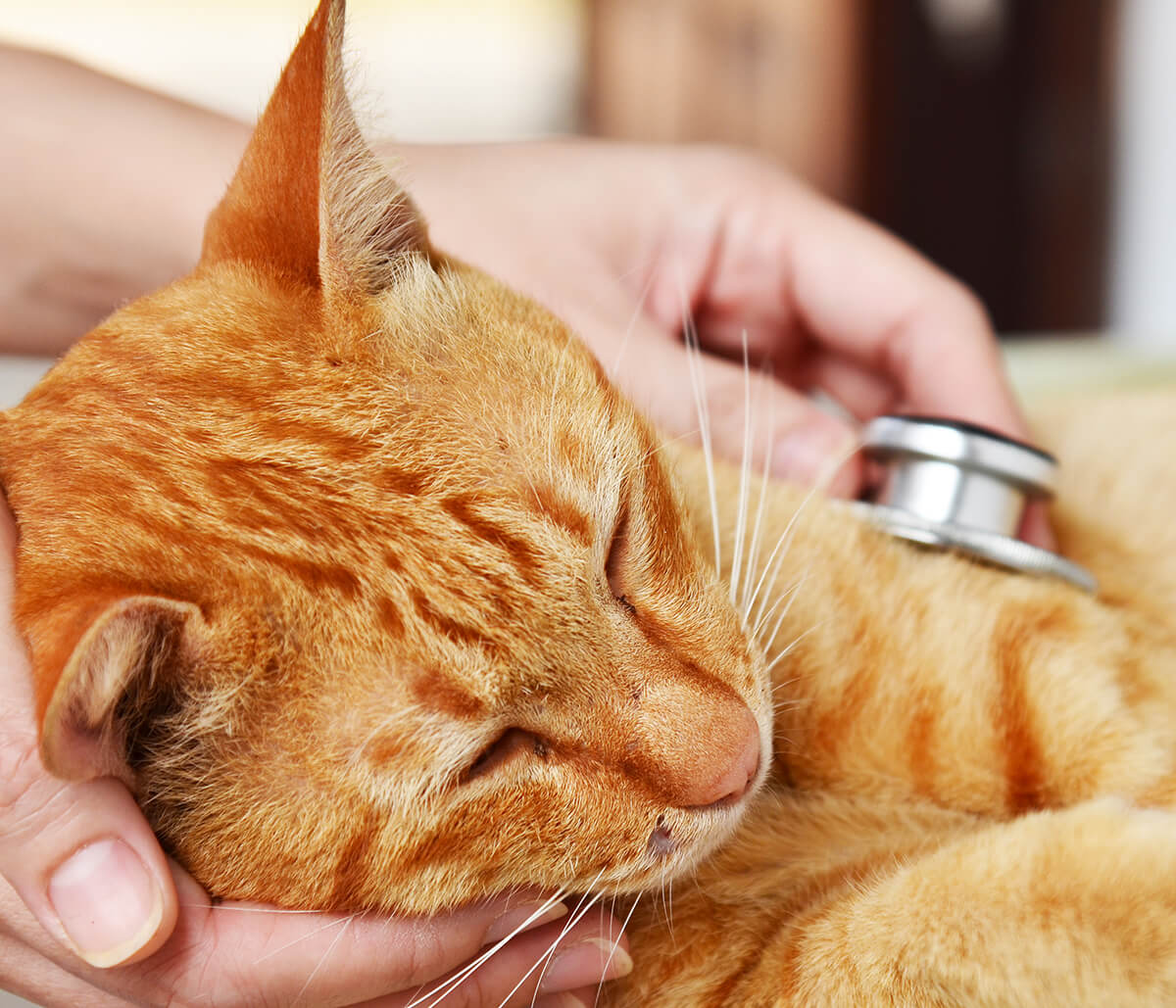 A vet inspecting a cat
