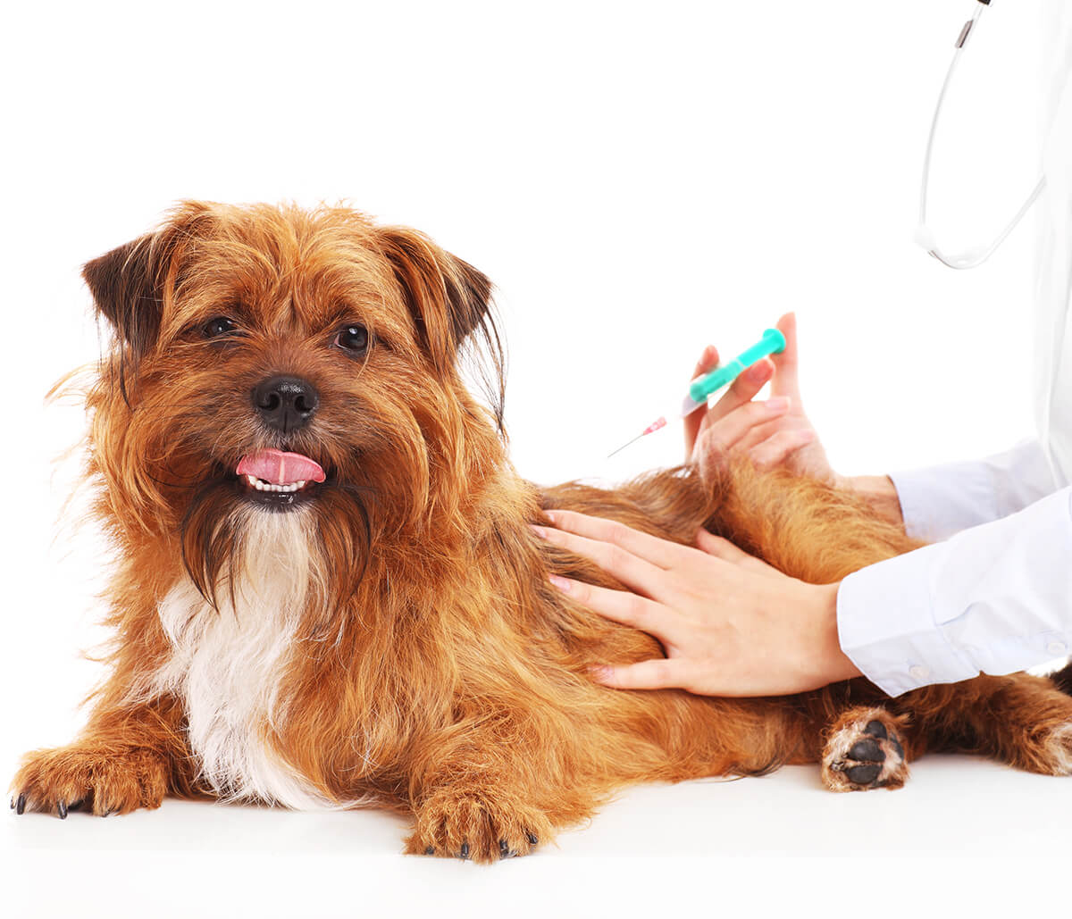 Vaccinations to keep your animal healthy explained by Jacksonville, Florida vet