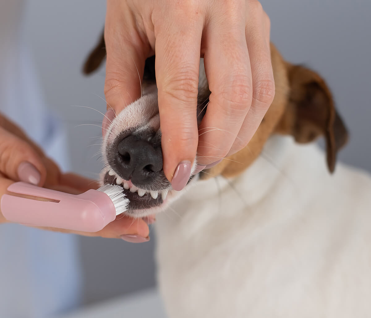 Dog Dentistry Services in Jacksonville FL Area