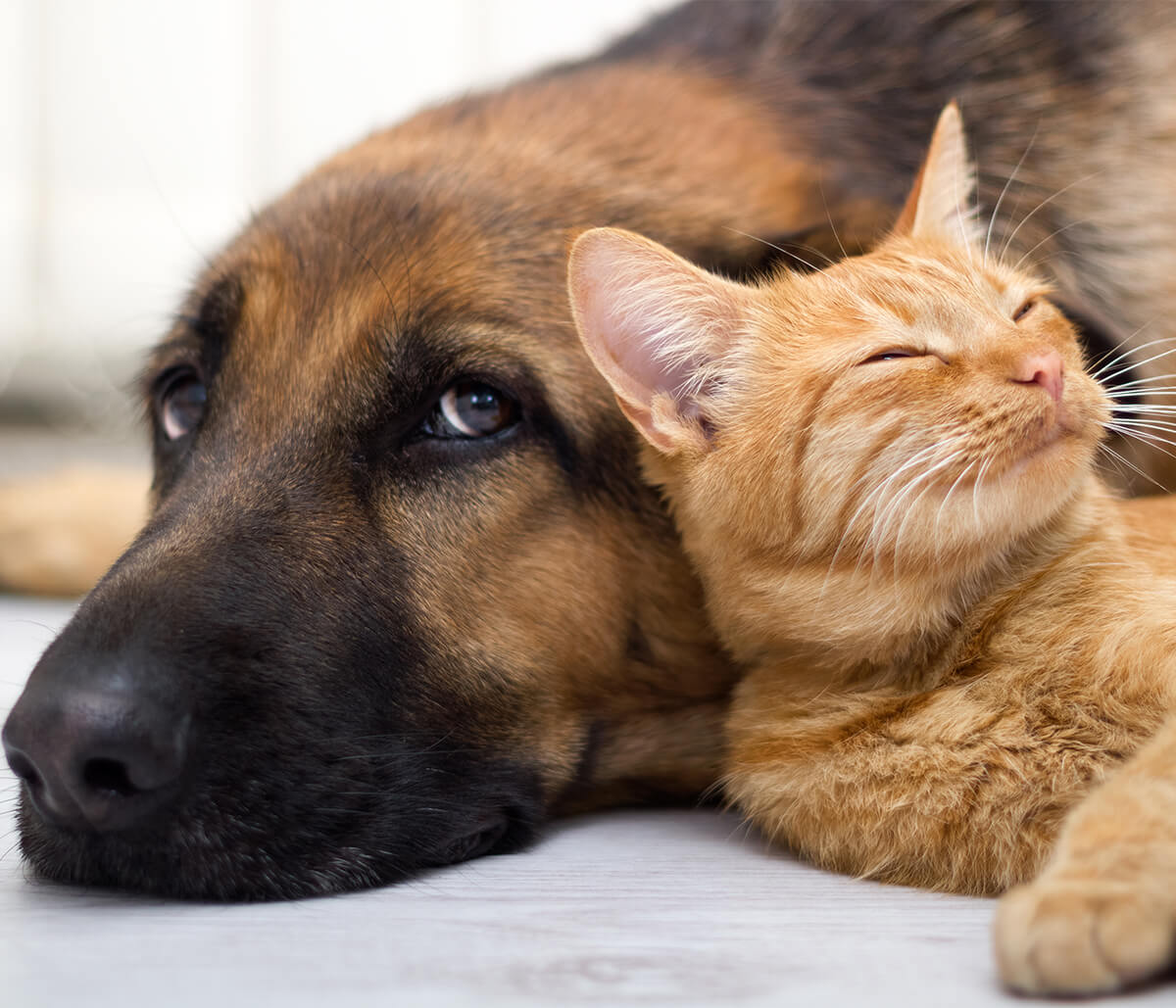Benefits of using pet wellness plans for your pet’s routine veterinary care