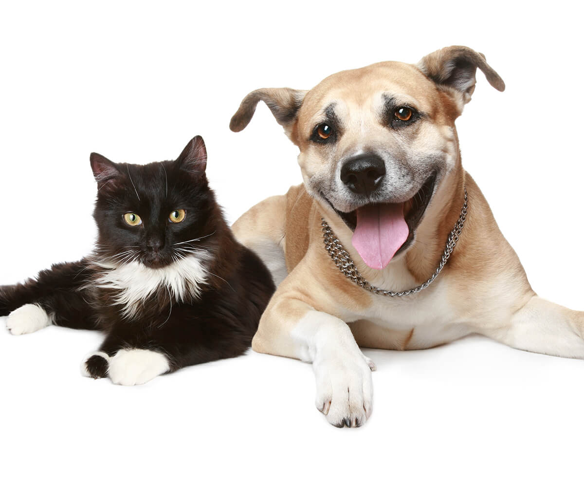 Recommended preventive care services for your pet