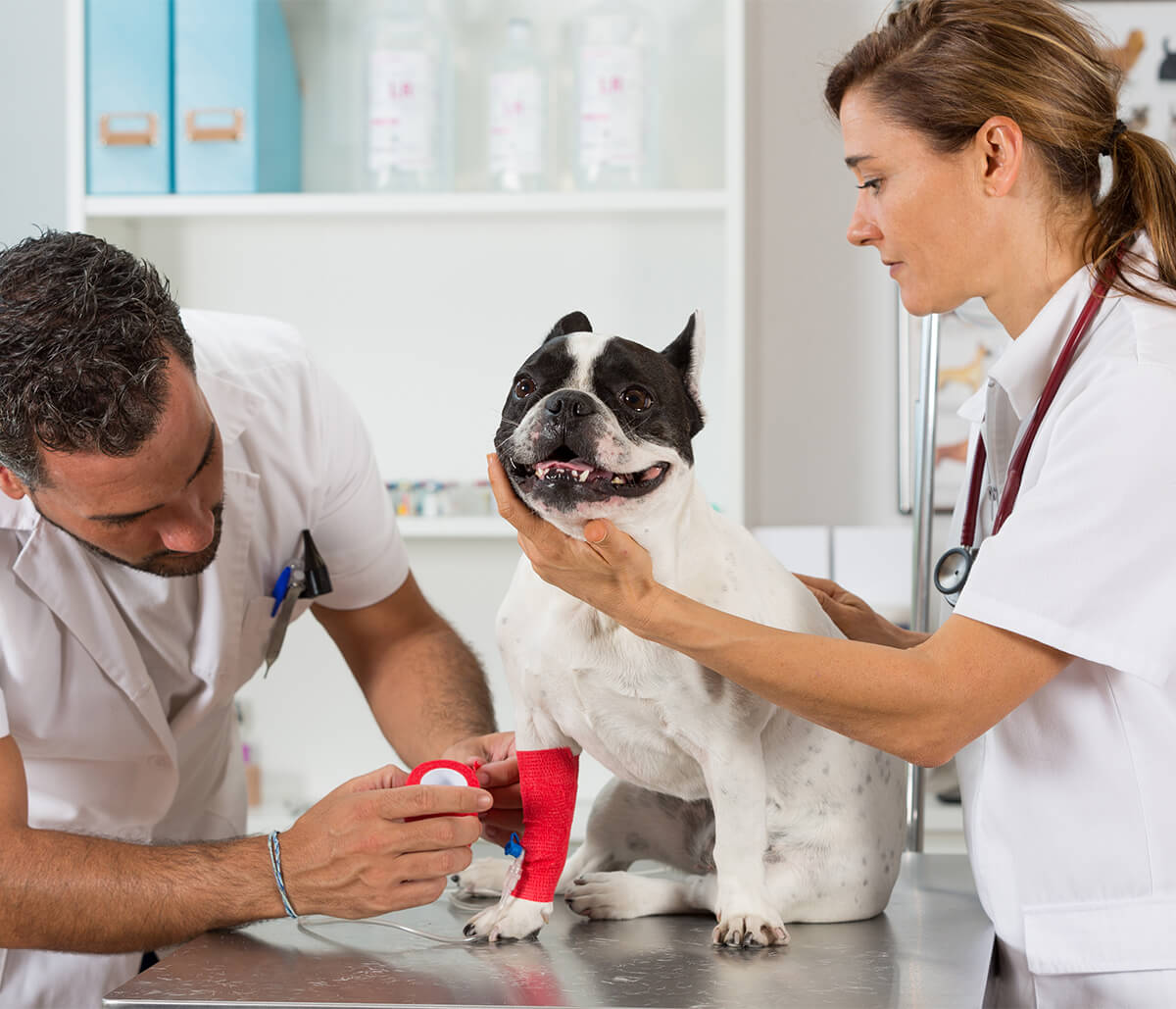 What to expect during your pet’s routine check-up