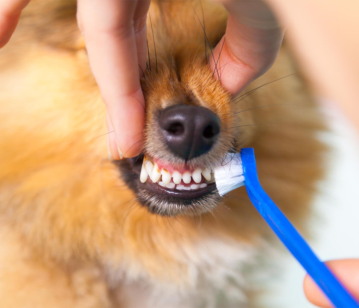 A healthy mouth is a happy, healthy dog! The importance of dental care, early and often