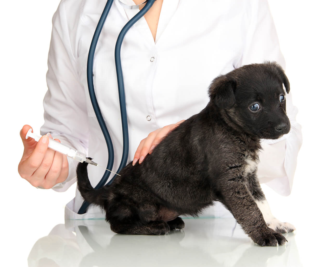Puppy Core Vaccines in Jacksonville FL Area