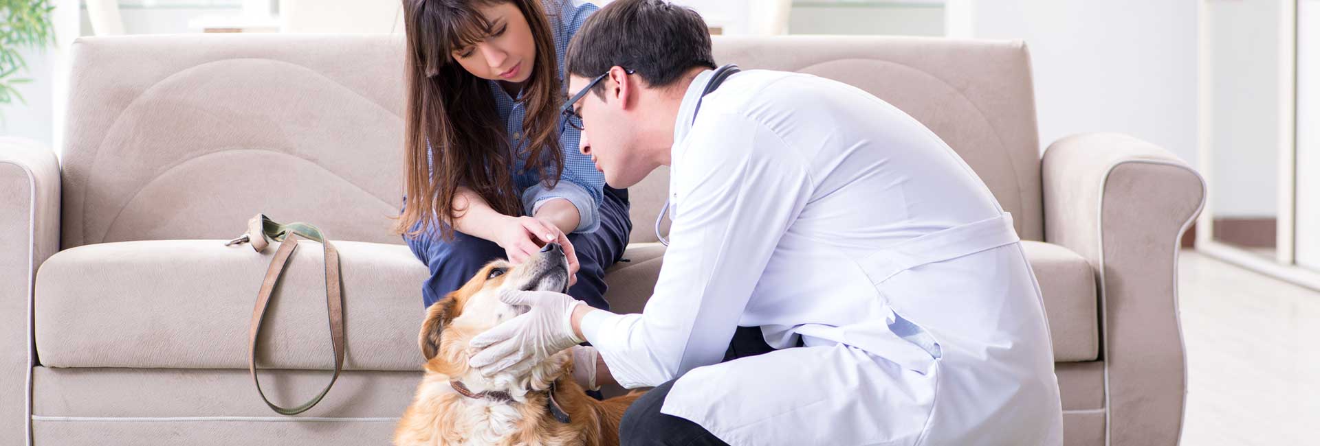 Veterinarian inspecting a dog in a house visit