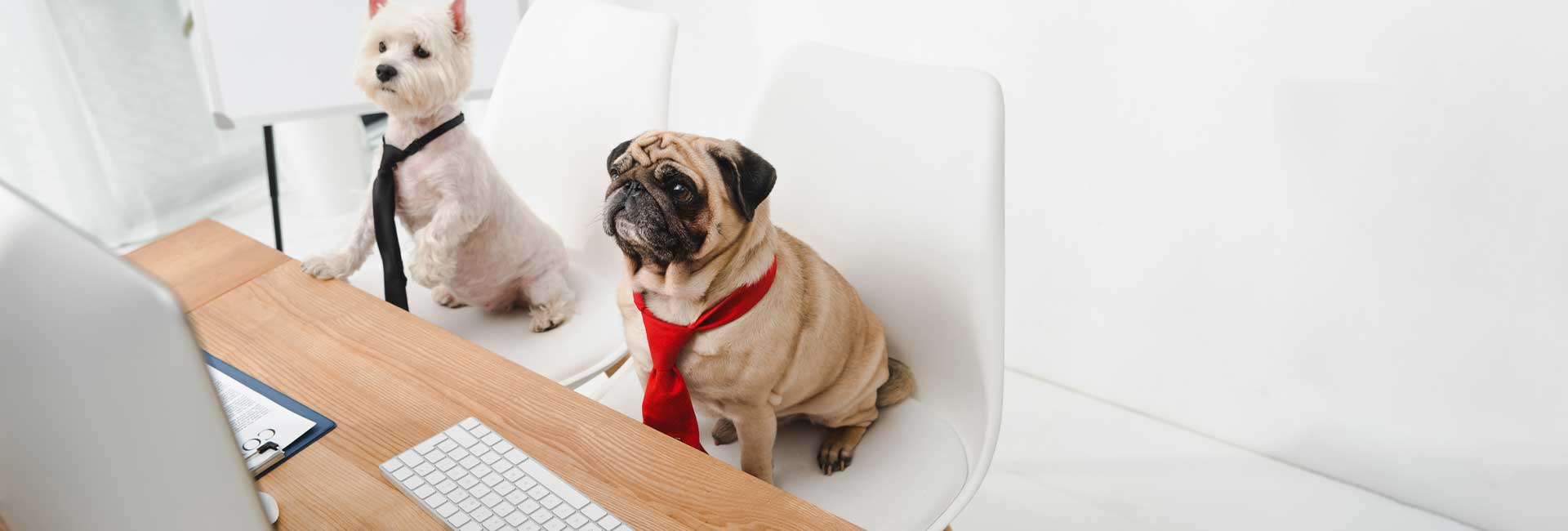 Two funny dogs sitting on chairs in front of computers