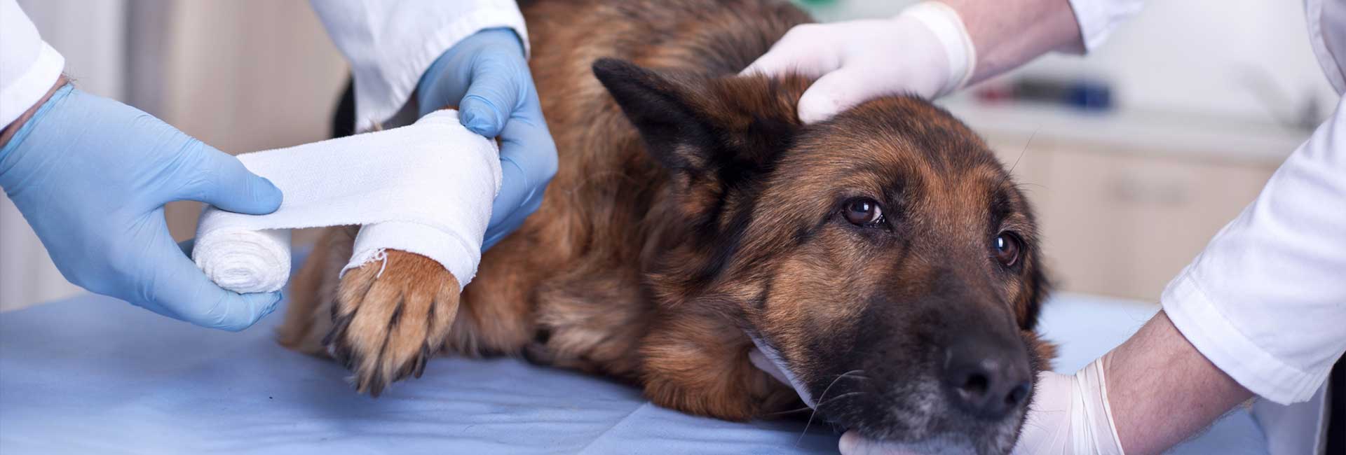 Pet dog getting emergency treatment at the veterinary hospital