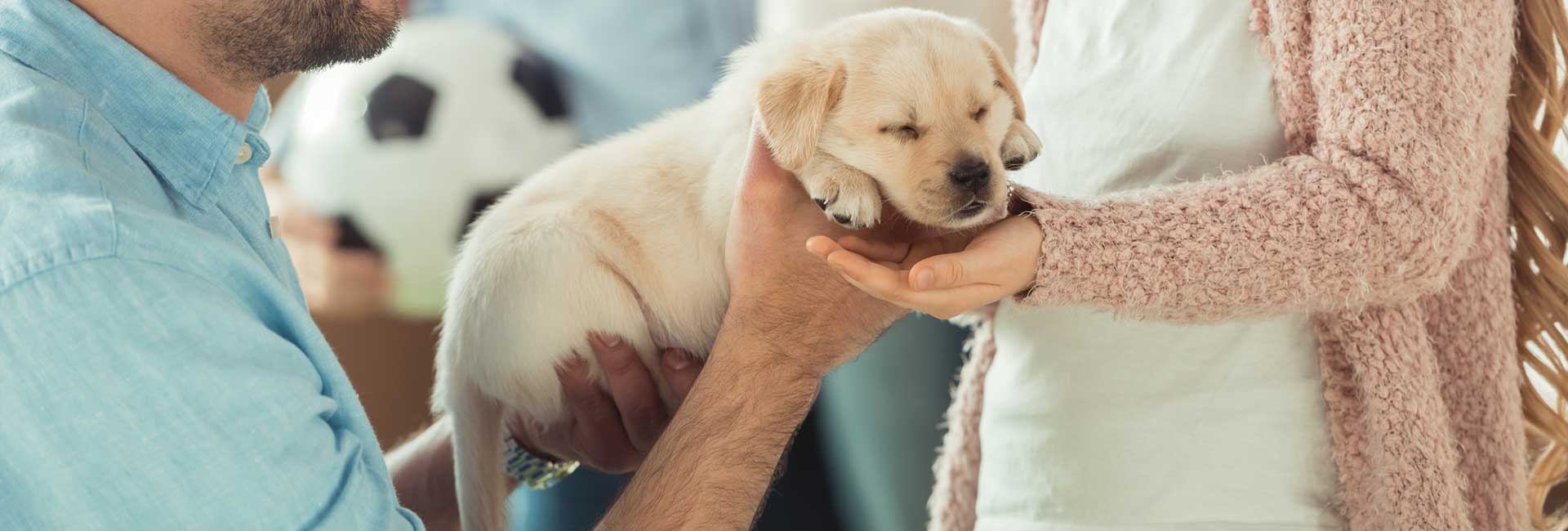 Wellness Plans for Puppies
